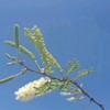 Acacia hereroensis